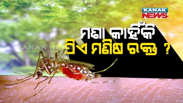 ମଶା କାହିଁକି ପିଏ ମଣିଷ ରକ୍ତ ? ମଣିଷ ରକ୍ତ ପ୍ରତି ମଶା ଆକୃଷ୍ଟ ହେବାର କାରଣ କ’ଣ ? ଜାଣନ୍ତୁ କ’ଣ କହିଲେ ବୈଜ୍ଞାନିକ ।