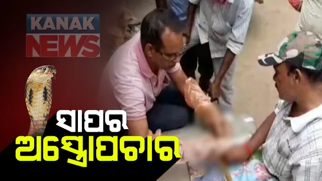 ସାପର ଅସ୍ତ୍ରୋପଚାର : କେନ୍ଦ୍ରାପଡା ଗରଦପୁରରେ ସ୍ନେକ ହେଲପଲାଇନ ସଦସ୍ୟ ଦେଖାଦେଇଲା ସେବାର ନିଦର୍ଶନ; ଉଦ୍ଧାର ପରେ ଗୁରୁତର ସାପର ଅସ୍ତ୍ରୋପଚାର କରି ବଂଚାଇଲେ ଜୀବନ