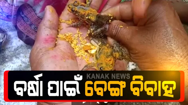 ଶ୍ରାବଣରେ ଉଭେଇଗଲା ବର୍ଷା: ଜଳାଭାବରୁ ରାଜ୍ୟର ଅଧିକାଂଶ ଜିଲ୍ଲାରେ ଗଜା ମରୁଡି ଆଶଙ୍କା; ସେପଟେ ବର୍ଷା ପାଇଁ ବରଗଡ ପଦ୍ମପୁରରେ ହେଲା ବେଙ୍ଗ ବିବାହ