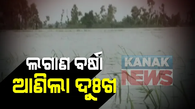 ଲଗାଣ ବର୍ଷା ଯୋଗୁଁ ପିପିଲିର ୪ଟି ପଂଚାୟତର ୭ଟି ଗାଁରେ ବନ୍ୟା ପରିସ୍ଥିତି : ଚାଷ ଜମିରେ ଲହଡି ଭାଙ୍ଗୁଛି ପାଣି, ଶହ ଶହ ଏକର ଜମିରେ ଧାନ ଫସଲ ନଷ୍ଟ ହେବା ଆଶଙ୍କା
