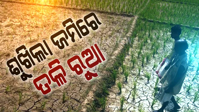 ଚାଷୀର ଭାତ ହାଣ୍ଡିକୁ ଦଇବ ଭରସା : ବର୍ଷା ଅଭାବରୁ ଜମି ଫାଟି ଆଁ, ଶୁଖିଲା ଜମିରେ ତଳି ରୋଇଲା ଚାଷୀ; ନିଆଳିରେ ଶହ ଶହ ଏକର ଜମିରେ ମରୁଡି ଆଶଙ୍କା