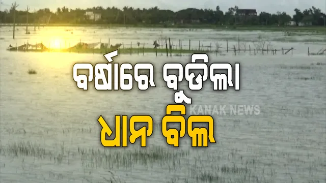 ବର୍ଷା ଯୋଗୁଁ ବୁଡିଲା ଧାନ ବିଲ । ନିମାପଡା, ରାଜନଗରରେ ବ୍ଲକର ହେକ୍ଟର ହେକ୍ଟର ଚାଷ ଜମି ଜଳମଗ୍ନ, ନବରଙ୍ଗପୁରର ରାଜରାସ୍ତା ଉପରେ ୨ ଫୁଟର ପାଣି, ଏସଆରସି କହିଲେ, ବନ୍ୟା ଭୟ ନାହିଁ ।