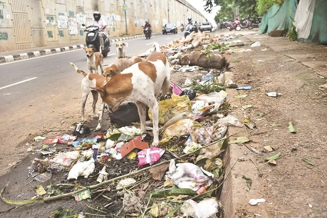 ରାଜରାସ୍ତା ନା ଏଟା ଅଳିଆ ଗଦା !! ଜୁଆଡେ ଦେଖିବ ଖାଲି କୁଢ କୁଢ ଅଳିଆ