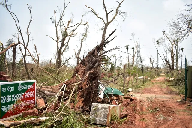ବାଲୁଖଣ୍ଡ ଏବେ ମରୁଭୂମି । ହରିଣର ହିସାବ ନାହିଁ । ଫନିର ୧୫ ମାସ ପରେ ବି ଅଧା ଜଙ୍ଗଲ ସଫା ହୋଇନି । ବନ ବିଭାଗର ଅପାରଗତା