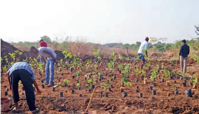 ପ୍ରବାସୀ ଶ୍ରମିକଙ୍କୁ କାମଧନ୍ଦା ଯୋଗାଇବାକୁ ବିଭାଗର ଉଦ୍ୟମ : ବନ ପ୍ରକଳ୍ପ ବାବଦରେ ଜଙ୍ଗଲ ବିଭାଗ ଖର୍ଚ୍ଚ କରିବ ୬୦୨ କୋଟି