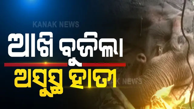 ଆଖିବୁଜିଲା ଅସୁସ୍ଥ ହାତୀ : କଟକ ଡାଳିଯୋଡା ରେଞ୍ଜରେ ଅସୁସ୍ଥ ମାଈହାତୀର ମୃତ୍ୟୁ 