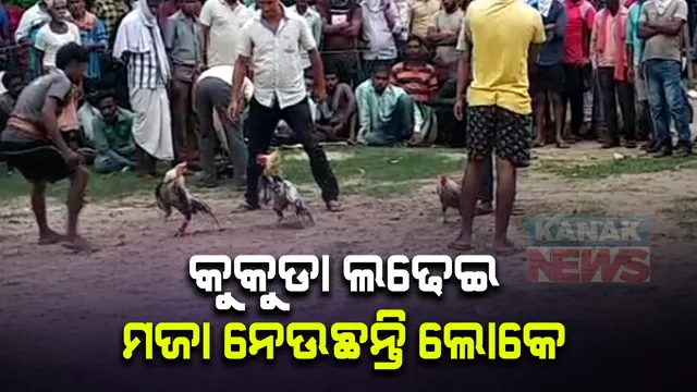 କରୋନା କଟକଣାକୁ ଭୁଲିଗଲେ ଲୋକେ । ବିନା ମାସ୍କ ଓ ସାମାଜିକ ଦୂରତାରେ କୁକୁଡା ଲଢେଇ ଦେଖିଲେ ଶତାଧିକ ଲୋକ