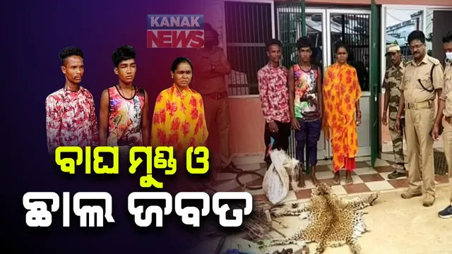 ଜବତ ହେଲା ବାଘ ଛାଲ, ବାଘ ମୁଣ୍ଡ ସହିତ ୨୦ କେଜି ବାରହା ମାଂସ : ୩ ଜଣଙ୍କୁ ଗିରଫ କଲା ବନବିଭାଗ