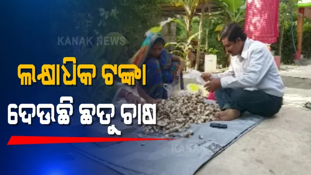 ଇକୋନୋମିକ୍ସିରେ ଏମ.ଏ । ଚାକିରି ମୋହ ଛାଡିଲେ, ଗାଁରେ ଛତୁ ଚାଷ କରିବା ସହିତ ଭର୍ମି କମ୍ପୋଷ୍ଟ ଖତ ପ୍ରସ୍ତୁତି କରୁଛନ୍ତି ଲକ୍ଷାଧିକ ଟଙ୍କା ଛତୁ ଦେଉଛି ଲକ୍ଷାଧିକ ଟଙ୍କା