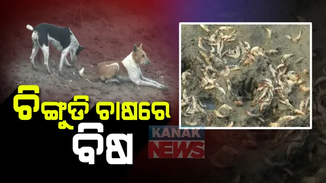 କରୋନା ପାଇଁ ହରାଇଥିଲେ ଚାକିରୀ, ବିଟେକ୍ କରି ଗାଁରେ ବସିଥିବା ଯୁବକ ଆରମ୍ଭ କରିଥିଲେ ଚିଙ୍ଗୁଡି ଚାଷ: ଆଶା ଥିଲା ଭଲ ଦି ପଇସା ରୋଜଗାର ହେବ, ହେଲେ ଏବେ ମଉଳି ଯାଇଛି ସବୁ ସ୍ୱପ; ଜାଣନ୍ତୁ କାହିଁକି...