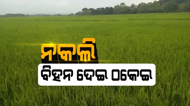ଚାଷୀଙ୍କୁ ଠକିଦେଲା କମ୍ପାନୀ : ଅଧିକ ଅମଳ ଆଶା ଦେଖାଇ ନକଲି ବିହନ ଦେଇଥିବା ଅଭିଯୋଗ, ମୋଟା ଅଙ୍କର ଟଙ୍କା ଠକିନେଲା କମ୍ପାନୀ; କୋରାପୁଟ ଜୟପୁର ବ୍ଲକରୁ ବିଭିନ୍ନ ଗାଁରୁ ଆସିଲା ଫସଲର ଚିତ୍ର
