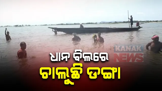 ବନ୍ୟା ଛାଡିଛି ଦୁଃଖ ବଢିଛି : ପୁରୀର କଣାସ ବ୍ଲକରେ ଧାନ ବିଲରେ ଚାଲୁଛି ଡଙ୍ଗା; ହଜାର ହଜାର ହେକ୍ଟର ଜମିରେ ଧାନଫସଲ ନଷ୍ଟ, ଚିନ୍ତାରେ ଚାଷୀ