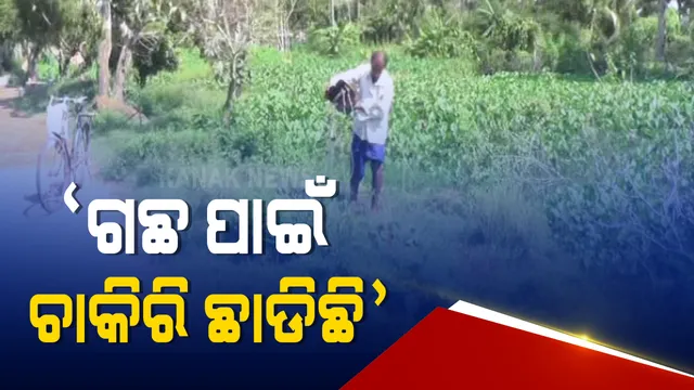 ସବୁଜ ବଳୟ ସୃଷ୍ଟି କରିବା ପାଇଁ ସରକାରୀ ଚାକିରିକୁ ତୁଛ କରିଛନ୍ତି ନିଆଳିର ତ୍ରିଲୋଚନ । ୨୨ କିଲୋମିଟର ରାସ୍ତାରେ ଲଗାଇଛନ୍ତି ୧୦ ହଜାର ଗଛ