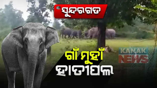 ସୁନ୍ଦରଗଡରେ ଗାଁ ମୁହାଁ ହାତୀପଲ : ସାନପତ୍ରାପଲି ଅଂଚଳରେ ଡେରା ପକାଇଛନ୍ତି ୧୭ ଟିକିଆ ହାତୀ ଦଳ ; ନଷ୍ଟ କଲେଣି ଏକର ଏକର ଧାନ ଫସଲ, ଭାଙ୍ଗି ଦେଲେଣି ୫ଟି ଘର 