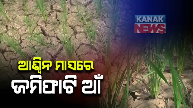 ଆଶ୍ୱିନ ମାସରେ ଜମିଫାଟି ଆଁ : ବନ୍ୟା ପରେ ନିଆଳି ବ୍ଲକରେ ମରୁଡି ଆଶଙ୍କା , ଆବଶ୍ୟକ ବର୍ଷା ନ ହେବାରୁ ପ୍ରଚଣ୍ଡ ଖରାରେ ଜଳିବାକୁ ବସିଲାଣି ଧାନଗଛ; ସେପଟେ ଦେବଗଡ ଗଣ୍ଠି ପୋକ ସମସ୍ୟାରେ ଚାଷୀ