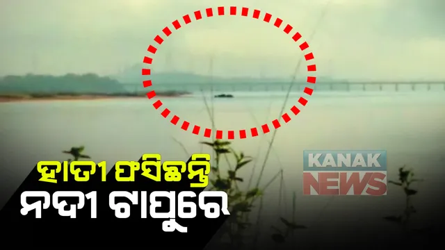 ବାଙ୍କି ନିକଟ ମହାନଦୀ ପଠାରେ ଫସିଛନ୍ତି ୧୮ଟି ହାତୀ : ଜଙ୍ଗଲ ପାର ହୋଇ ଆସିବା ବେଳେ ଫସି ରହିଛନ୍ତି ପାଣି ଭିତରେ, ନଜର ରଖିଛି ବନବିଭାଗ