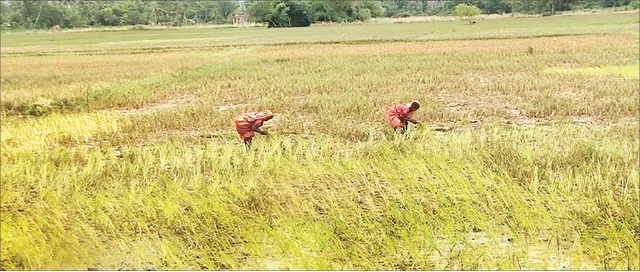ବନ୍ୟା ଉଜାଡ଼ିଲା ଭାଗଚାଷୀଙ୍କ ଭାଗ୍ୟ : ବନ୍ୟାଞ୍ଚଳ ଚାଷୀଙ୍କୁ ବିହନ ମିଳୁନି; ସେପଟେ କେମିତି କରଜ ଶୁଝିବେ ଚିନ୍ତାରେ ଚାଷୀ