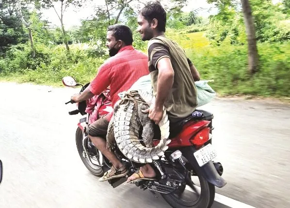 ଉଦ୍ଧାର କୁମ୍ଭୀରକୁ ବାଇକ୍‌ରେ ନେବା ମହଙ୍ଗା ପଡ଼ିଲା : ଡେପୁଟି ରେଞ୍ଜର୍‌, ୨ ବନ କର୍ମଚାରୀ ନିଲମ୍ବିତ