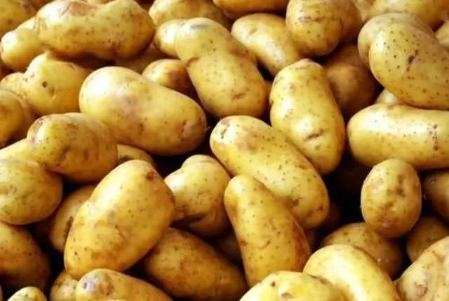 ବଙ୍ଗରେ ଆଳୁ ସଂକଟ, ଓଡ଼ିଶାରେ ପ୍ରଭାବ : ୭ ଦିନରେ ବଢ଼ିଲାଣି ୭ ଟଙ୍କା; ବନ୍ୟା ଯୋଗୁ ହ୍ରାସ ପାଇଲା ଉତ୍ପାଦନ