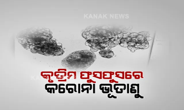 କୃତ୍ରିମ ଫୁସଫୁସରେ କରୋନା ଭୂତାଣୁର ପ୍ରଭାବ ନେଇ ପରୀକ୍ଷଣ । ୪୮ ଘଂଟା ପରେ କୋଷ, ଭୂତାଣୁ ବିରୁଦ୍ଧରେ କରୁଥିବା ଲଢ଼େଇ ପ୍ରକ୍ରିୟା ହେଉଛି ତୀବ୍ର । ମିନି ଫୁସଫୁସ୍ ଦେଖାଇବ କି କରୋନା ଚିକିତ୍ସାର ବାଟ ।
