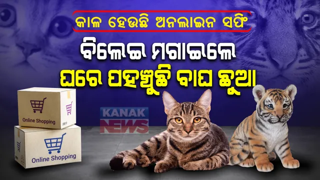 ସାବଧାନ ! ଅନଲାଇନରେ ସପିଂ କରୁଛନ୍ତି କି ? ବିଜ୍ଞାପନ ଦେଖି ଅନଲାଇନରେ ବିଲେଇ ମଗାଇଲେ ଦମ୍ପତ୍ତି, କିନ୍ତୁ ଘରେ ଡେଲିଭରି ହେଲା ବାଘଛୁଆ...ଆଉ ତାହା ପରେ ହେଲା କଣ? ଦେଖନ୍ତୁ ଏହି ଭିଡିଓ