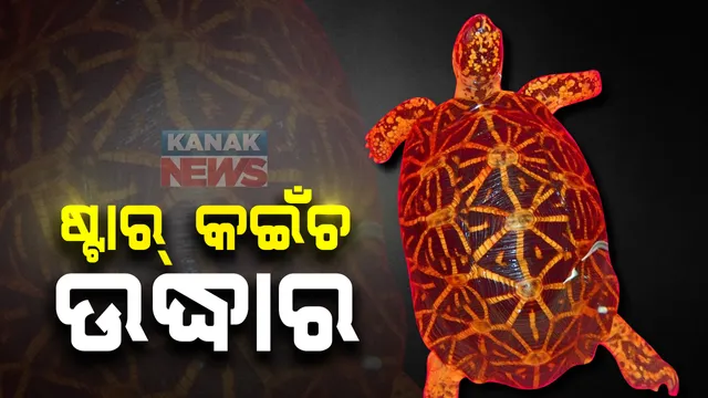 #ବିରଳ_ପ୍ରଜାତିର_କଇଁଛ_ଉଦ୍ଧାର କର୍ଣ୍ଣାଟକର ପୁରୁଦାଲ୍ ଗ୍ରାମରୁ ଉଦ୍ଧାର ହେଲା ୫ କେଜିର ବିରଳ ପ୍ରଜାତିର କଇଁଛ : ଚଢାଉ ବେଳେ ଉଦ୍ଧାର ହେଲା ଷ୍ଟାର୍ କଇଁଛ ,୪ ଜଣ ଅଭିଯୁକ୍ତଙ୍କୁ ଗିରଫ କଲା ପୁଲିସ୍