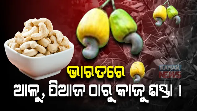ଦିଲ୍ଲୀରୁ ମାତ୍ର ୧୨ ଶହ କିଲୋମିଟର ଦୂର । ଯେଉଁଠି ଆପଣ ପହଂଚିଲେ ଆପଣଙ୍କ ବଜେଟ୍‌ରୁ ବହୁତ କମରେ ଆପଣ ପାଇ ପାରିବେ କାଜୁ ବାଦାମ