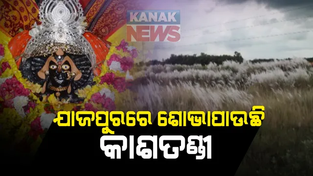 ଆସୁଛି ପାର୍ବଣ । ଚଉଦିଗରେ କାଶତଣ୍ଡୀ ମେଲାଇଲାଣି ପସରା, ମାଆଙ୍କୁ ଶେଷ ସ୍ପର୍ଶ ଦେବାରେ ବ୍ୟସ୍ତ କାରିଗର