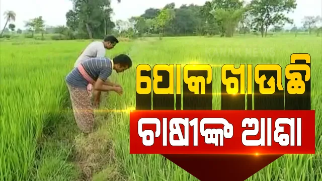 ପୋକ ଖାଇଗଲା ଧାନଫସଲ: ବୌଦ୍ଧ ହରଭଙ୍ଗା ବ୍ଲକରେ ଜଳିଯାଉଛି ଧାନଗଛ; ପତ୍ରପୋଡା ରୋଗରେ ଏକର ଏକର ଜମିରେ ଫସଲ ନଷ୍ଟ