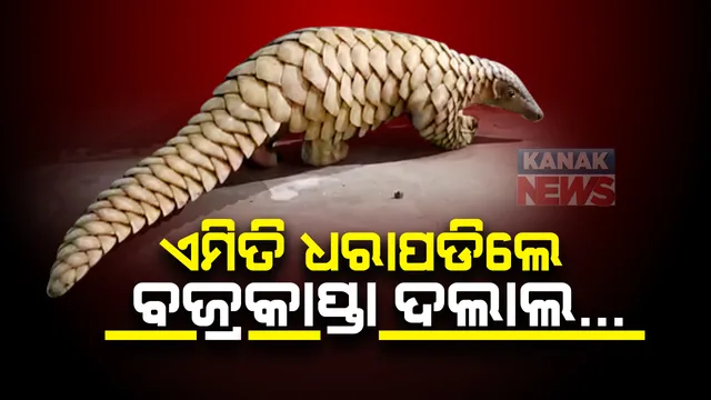 ଗ୍ରାହକଙ୍କ ବେଶରେ ଆସିଲେ, ବଜ୍ରକାପ୍ତା ଦଲାଲଙ୍କୁ ଧରିଲେ । ସୁବର୍ଣ୍ଣପୁରରେ ବଜ୍ରକାପ୍ତା ଚୋରାଚାଲାଣ ବେଳେ ଧରିଲା କ୍ରାଇମବ୍ରାଞ୍ଚର ଏସଟିଏଫ୍ । 