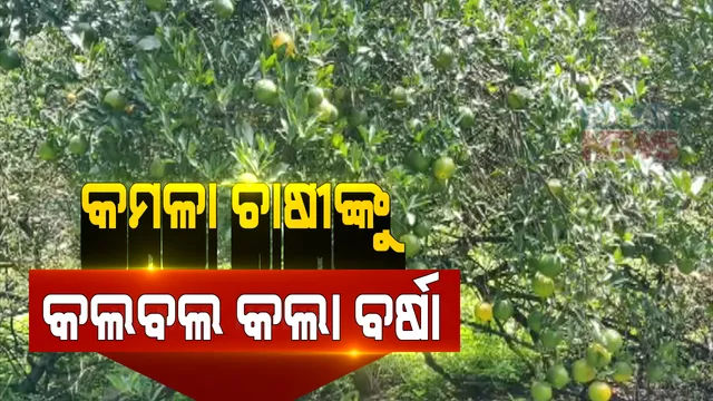 ଅମଳ ଆଗରୁ ଗଛରୁ ଝଡି ପଡୁଛି କମଳା । ଦେବଗଡର ରିଆମାଳରେ କମଳା ଚାଷୀଙ୍କ ପାଇଁ କାଳ ହୋଇଛି ଲଘୁଚାପ ଲଗାଣ ବର୍ଷା:  ବର୍ଷା ମାଡ ଖାଇବା ପରେ କମଳାରେ ଲାଗୁଛି ପୋକ, ଚିନ୍ତାରେ ଚାଷୀ