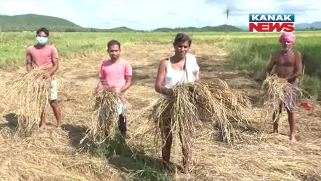 ଅଦିନିଆ ବର୍ଷା ଉଜାଡ଼ିଦେଲା ଚାଷୀର ସୁନାର ଫସଲ : ଧାନ ପାଚିବା ଆଗରୁ ଫସଲ ନଷ୍ଟ ; ଚିନ୍ତାରେ ଚାଷୀ