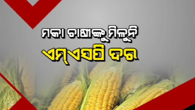 ମକା ଚାଷୀଙ୍କୁ ମିଳୁନି ଏମଏସପି ଦର । ଶାଗମାଛ ଦରରେ ମକା ବିକୁଛି ଚାଷୀ, ମକାଚାଷୀର ମନର କଥା ଶୁଣ ସରକାର ।