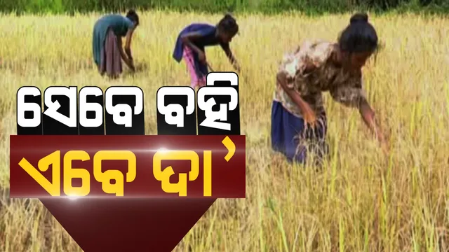 ବହି ବସ୍ତାନି ଧରୁଥିବା ପିଲାଙ୍କ ହାତରେ ଦା । ଗାଁରେ ନେଟୱାର୍କ ନଥିବାରୁ ପାଠ ନପଢି ବିଲରେ ଧାନ କାଟୁଛନ୍ତି ଛାତ୍ରଛାତ୍ରୀ