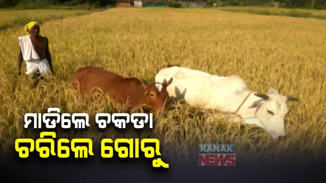 ଧାନ ଫସଲରେ ଚକଡ଼ା ଆତଙ୍କ : ଚାଷୀର ବର୍ଷ ତମାମର ପରିଶ୍ରମ ଏବେ ଗୋରୁଙ୍କ ମୁହଁରେ