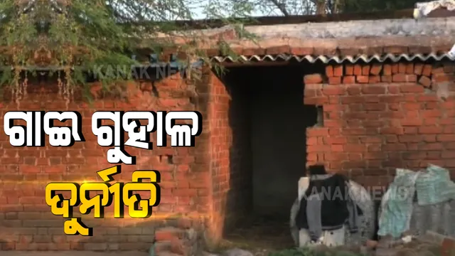 ଗୁହାଳ ନାହିଁ କି ଗାଈ ନାହିଁ । ବରଗଡ଼ ଜିଲ୍ଳା ସାହାଜବାହାଲରେ ଚାଷୀଙ୍କ ନାଁରେ ଉଠାଯାଇଛି ଋଣ ଟଙ୍କା