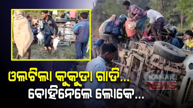 କୁକୁଡା ଗାଡ଼ିରୁ ଲୁଟ୍ ! ଦୁର୍ଘଟଣାଗ୍ରସ୍ତ ହୋଇ ଓଲଟିଲା କୁକୁଡା ଗାଡି । ଅଖାରେ ପୁରାଇ କୁକୁଡା ବୋହିନେଲେ ଲୋକେ