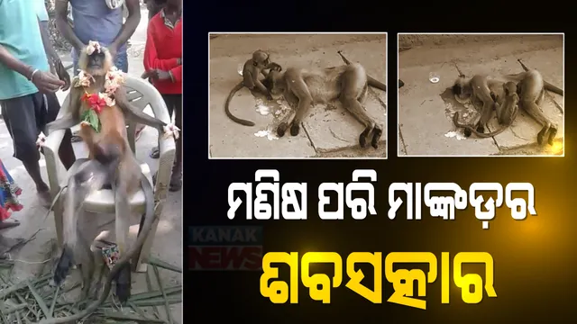 ମଣିଷ ଦେଖାଇଲା ମହାନତା: ବିଦ୍ୟୁତ୍ ବାହୁରେ ଆସି ଛଟପଟ ହୋଇ ମରିଗଲା ମାଙ୍କଡ଼ ମା’ । ଛୁଆ ମାଙ୍କଡ଼କୁ ଦେଖି ବୁଝିଲାନି ମନ, ମଣିଷ ଶବ ପରି ଶେଷକୃତ୍ୟ ସମ୍ପନ୍ନ କଲେ ଗାଁ ଲୋକେ ।