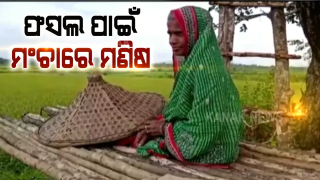 ଭଞ୍ଜନଗର ଘୁମୁସର ବନଖଣ୍ଡ ଅଞ୍ଚଳରେ ଚାଷୀଙ୍କୁ ନାକେଦମ କଲେଣି ଜଙ୍ଗଲି ଜନ୍ତୁ : ଫସଲ ବଂଚାଇବାକୁ ମଂଚା ଉପରେ ଜଗୁଛି ମଣିଷ; ଧାନ କ୍ଷେତରେ ବାରହା ଓ ହାତୀ ପଲ କରୁଛନ୍ତି ଉତ୍ପାତ