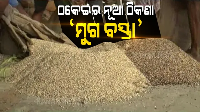 ହଜାର ହଜାର ଟଙ୍କା ଦେଇ କିଣିଲେ ମୁଗ । ହେଲେ ବସ୍ତାରୁ ବାହାରୁଛି ଟେକା, ପଥର