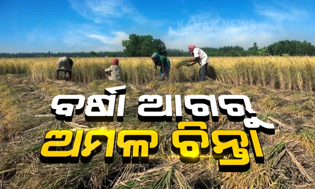 ବାତ୍ୟା ନିଭାର ପ୍ରଭାବରେ ବର୍ଷା ଆଗରୁ ଧାନ ଅମଳରେ ଲାଗିଛନ୍ତି ଚାଷୀ । ବର୍ଷା ଆଗରୁ ଖଳାକୁ ଧାନ ଆଣିବାକୁ ଉଦ୍ୟମ ।