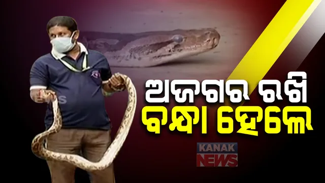 ବାଙ୍କୀ ସହଡାପଦା ଗାଁରୁ ୮ ଫୁଟ ଲମ୍ବର ପାହାଡି ଅଜଗର ଉଦ୍ଧାର : ବେଆଇନ ଭାବେ ଘରେ ରଖିଥିବା ୫ ଅଭିଯୁକ୍ତଙ୍କୁ ବାନ୍ଧିଲା ବନବିଭାଗ  