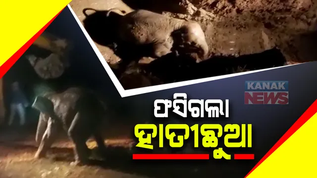 ପରିତ୍ୟକ୍ତ କୂଅରୁ ଉଦ୍ଧାର ହେଲା ହାତୀ ଛୁଆ । ଧାନ ଫସଲ ଖାଇବାକୁ ଆସି ପରିତ୍ୟକ୍ତ କୂଅରେ ଫସିଗଲା ହାତୀ ଛୁଆ । ଅନେକ ପରିଶ୍ରମ ପରେ ବାହାର କଲା ବନବିଭାଗ