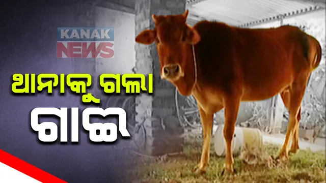 ଗାଈକୁ ନେଇ କୋରାପୁଟରେ ଦୁଇ ପରିବାର ମୁହାଁମୁହିଁ : ଉଭୟ ପରିବାରର ଦାବି ଗାଈ ତାଙ୍କର, ଥାନାରେ ଏତଲା ; ଗାଈର ପ୍ରକୃତ ମାଲିକ କିଏ ଚିହ୍ନଟ କରିପାରୁନି ପୋଲିସ