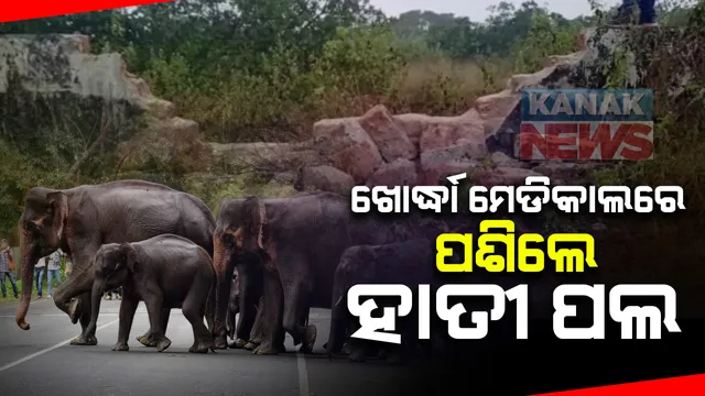 ଖୋର୍ଦ୍ଧା ମେଡିକାଲ ନିକଟରେ ହାତୀପଲ : ବିଳମ୍ବିତ ରାତିରେ ଭାଙ୍ଗିଲେ ପାଚେରୀ; ରାସ୍ତା ଉପରେ ହାତୀ ବୁଲାବୁଲି କରୁଥିବାରୁ ମାଇକ୍ ଯୋଗେ ସତର୍କ କରୁଛି ବନବିଭାଗ