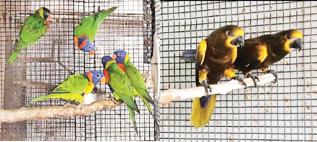 ରାଜଧାନୀରେ ମେଲୁଛି ପକ୍ଷୀ ପସରା : ଲଭ୍ ବାର୍ଡ, ମକାଉ ଓ ଲରି ବିକ୍ରି ବଢ଼ୁଛି