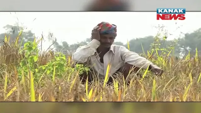 ନବରଙ୍ଗପୁରରୁ ଆସିଲା ଚାଷୀଙ୍କ ଦୁର୍ଦ୍ଦଶାର ଚିତ୍ର । ବେସରକାରୀ କମ୍ପାନୀରୁ ଧାନ ବିହନ କିଣି ଚାଷୀ ହତାଶ