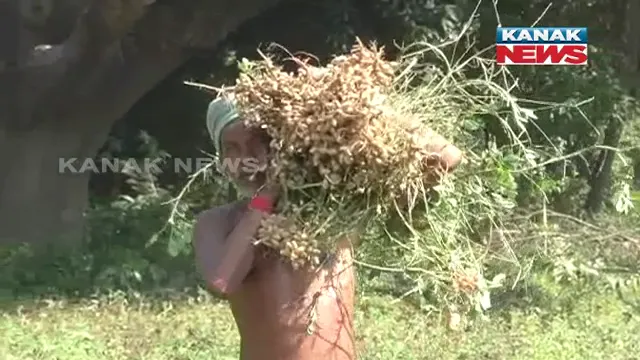 ଆଦିବାସୀଙ୍କୁ ସ୍ୱାବଲମ୍ବୀ କରିବା ଲକ୍ଷ୍ୟରେ ଜୈବିକ କୃଷିକୁ ପ୍ରୋତ୍ସାହନ ପାଇଁ ସରକାରଙ୍କ ଉଦ୍ୟମ । ସମ୍ବଲପୁର କୁଚିଣ୍ଡା ଉପଖଣ୍ଡରେ ପରୀକ୍ଷାମୂଳକ ଭାବେ ଆଇଟିଡିଏ ଦେଉଛି ସହାୟତା