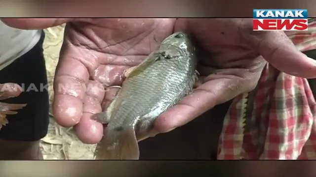 ଯୁବ ଇଂଜିନିଅରରୁ ମାଛ ଚାଷୀ । ବାଲେଶ୍ୱର ବସ୍ତା ଅଂଚଳର କାର୍ତ୍ତିକଙ୍କ ନିଆରା ଉଦ୍ୟମ । ଅନଲାଇନରୁ ଅତ୍ୟାଧୁନିକ ମାଛ ଚାଷ ଦେଖି ହୋଇଛନ୍ତି ସ୍ୱାବଲମ୍ବୀ