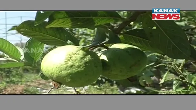 ପିଜୁଳି ଚାଷ ଫିଟାଇଲା ରୋଜଗାରର ବାଟ । ପଦ୍ମପୁରର ଅଜିତ ବିଶ୍ୱାଳ ଥାଇଲାଣ୍ଡ ପିଜୁଳି ଚାଷ କରି ହୋଇଛନ୍ତି ସଫଳ